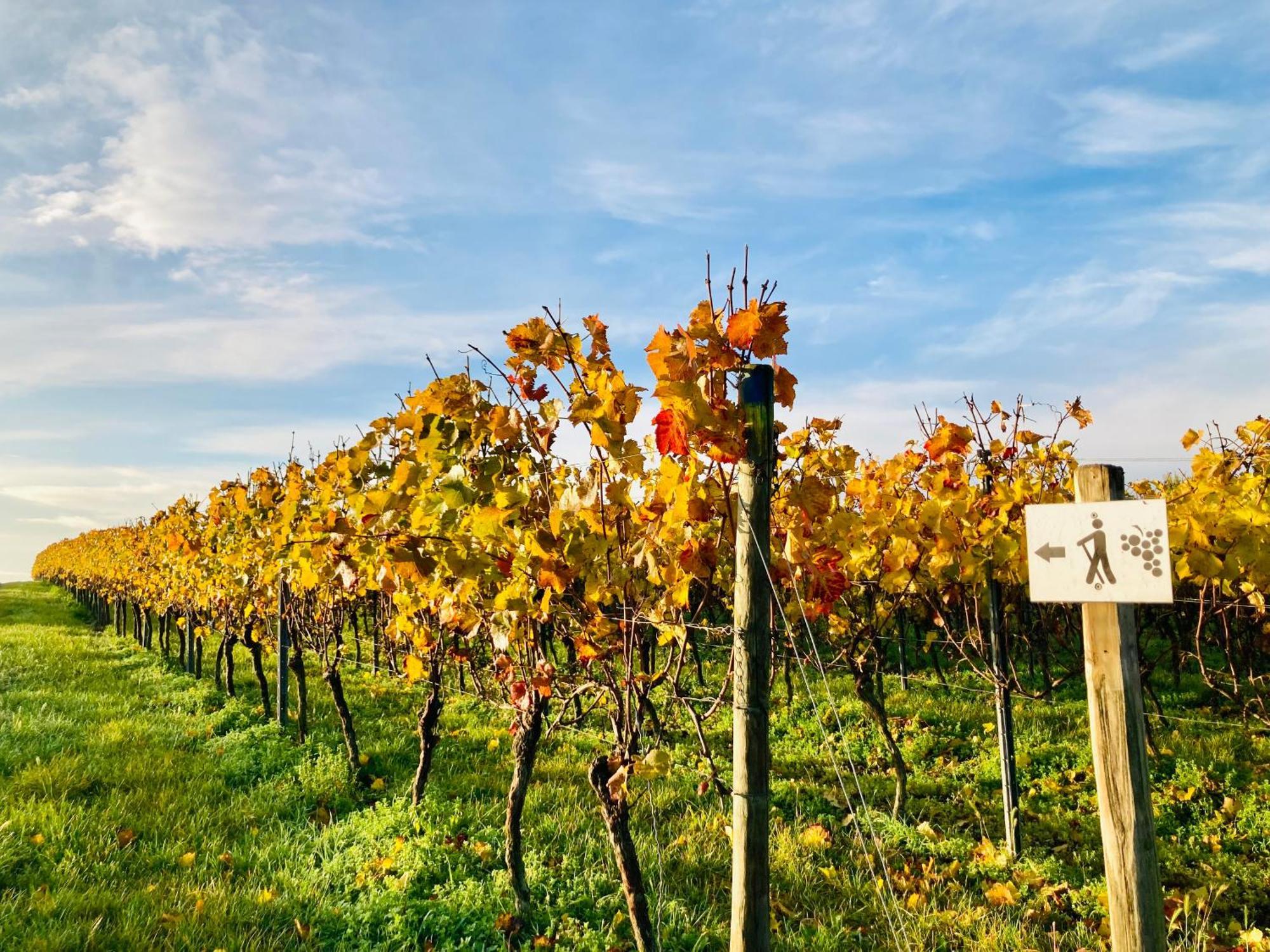 Winzerhotel Kinges-Kessel Morstadt Bagian luar foto